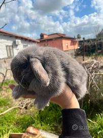 Conigli minilop