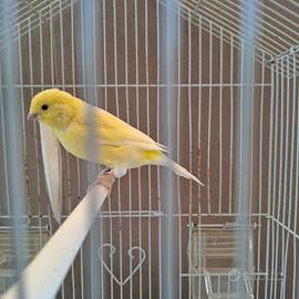 Disponibili canarini