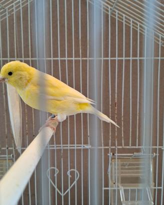 Disponibili canarini