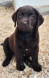Labrador retriever
