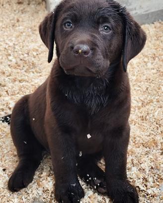 Labrador retriever