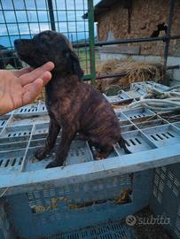 Cuccioli di segugio maremmano