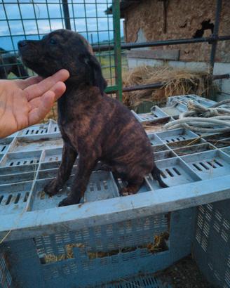 Cuccioli di segugio maremmano