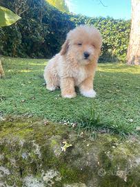 Maltipoo cuccioli