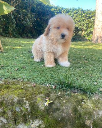 Maltipoo cuccioli