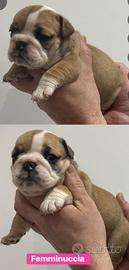 Cuccioli Bulldog inglese