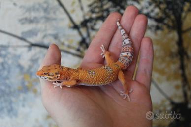 Geco leopardino