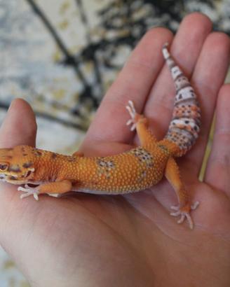Geco leopardino