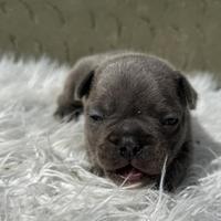 Bulldog francesi blu e merle