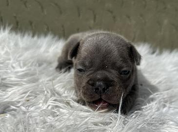 Bulldog francesi blu e merle