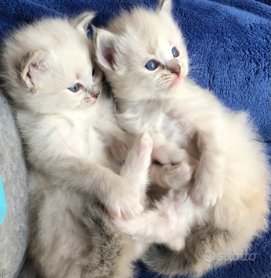 Tazza con ritratto di razza di gatto Ragdoll, regalo per amanti dei gatti - Italia