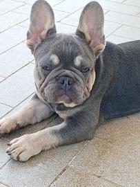 Bulldog francese lilac tan