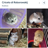 Criceti roborosky