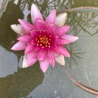 Laghetto misto con acquatiche