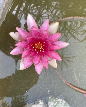 Laghetto misto con acquatiche