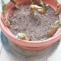Piantine di agave americana