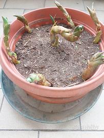 Piantine di agave americana