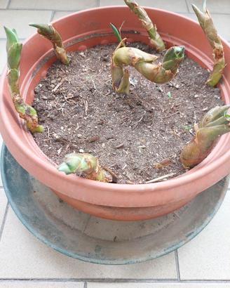 Piantine di agave americana