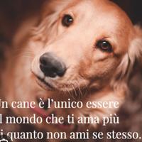 Dogsiter Palermo privato