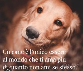 Dogsiter Palermo privato