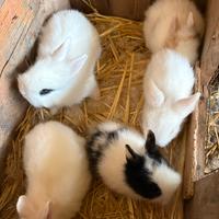 Conigli testa di leone