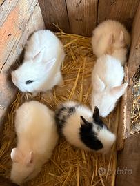 Conigli testa di leone