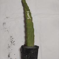 1 pianta pitaya jindu 1 