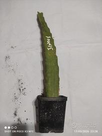 1 pianta pitaya jindu 1 