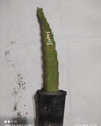 1 pianta pitaya jindu 1 