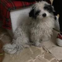 Simil maltese piccola taglia