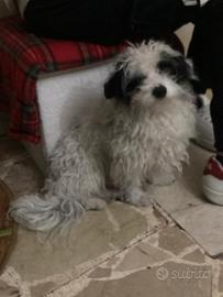 Simil maltese piccola taglia