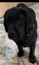 Ultima femmina di labrador retriever nera