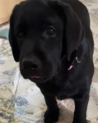 Ultima femmina di labrador retriever nera