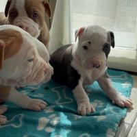 Cuccioli amstaff
