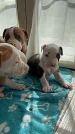 Cuccioli amstaff