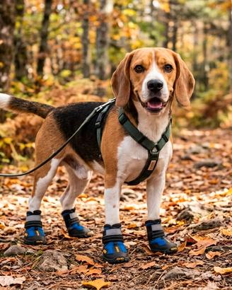 Scarpette per cane antiscivolo e impermeabili