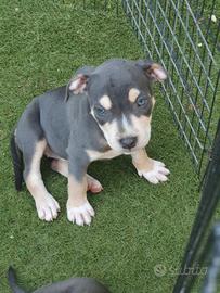Pitbull tricolor
