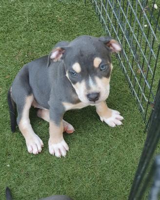 Pitbull tricolor