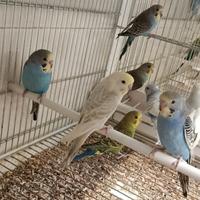 Pappagalli cocoriti vari colori