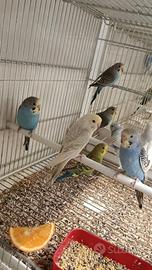 Pappagalli cocoriti vari colori