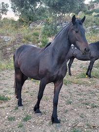 Cavalla barockpinto
