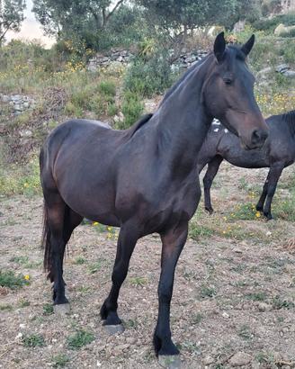 Cavalla barockpinto
