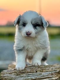 Cuccioli border collie