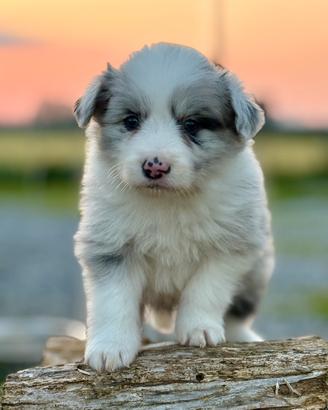 Cuccioli border collie
