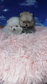 Cuccioli di spitz pomeriana mini toy