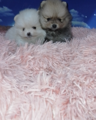 Cuccioli di spitz pomeriana mini toy