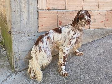 Setter addestrati