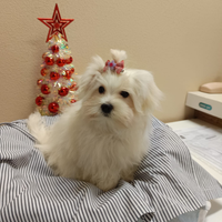 Maschietto MiniMaltese Taglia Molto Piccola