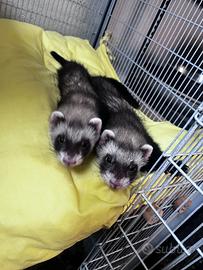 Cuccioli di furetti