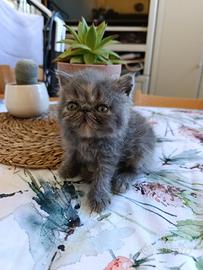 Gatto persiano